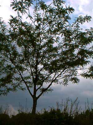 Tree in Finlay Park